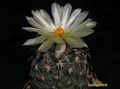 CORYPHANTHA kracikii KKR 339