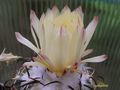 CORYPHANTHA tripugionacantha