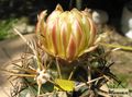 CORYPHANTHA scheeri v robustispina