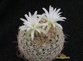 DISCOCACTUS araneispinus