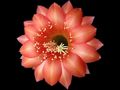 ECHINOPSIS hybr. Apricot F2