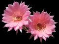 ECHINOPSIS hybr. Apricot F2