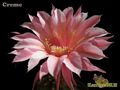 ECHINOPSIS hybr. Creme