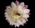 ECHINOPSIS hybr. Intensiv