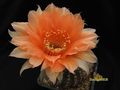 ECHINOPSIS hybr. 