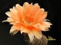 ECHINOPSIS hybr. 