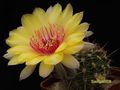 ECHINOPSIS hybr.  