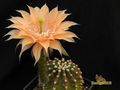 ECHINOPSIS hybr.Beate