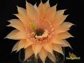 ECHINOPSIS hybr.Beate