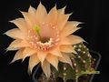 ECHINOPSIS hybr.Beate