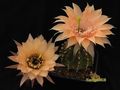 ECHINOPSIS hybr. Ate @ Beate