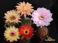 ECHINOPSIS hybr.