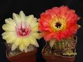 ECHINOPSIS hybr. Apricot F2