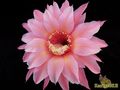 ECHINOPSIS hybr. Creme