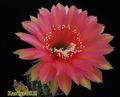  ECHINOPSIS hybr. Sasquatch' 