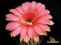 ECHINOPSIS hybr. ‘Sasquatch'