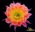  ECHINOPSIS hybr. Wessner 2002-17 