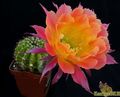  ECHINOPSIS hybr. Wessner 2002-17 