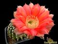 ECHINOPSIS hybr. Niederrhein