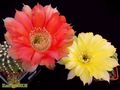 ECHINOPSIS hybr.Niederrhein @ Fourty Niner