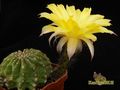 ECHINOPSIS hybr.Fourty Niner