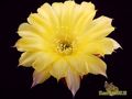 ECHINOPSIS hybr.Fourty Niner