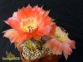 ECHINOPSIS hybr.