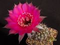 ECHINOPSIS hybr. Apricot F2