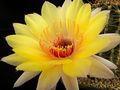 ECHINOPSIS hybr.  