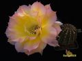 ECHINOPSIS hybr. Arabesque