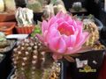  ECHINOPSIS hybr. Sansibar' 