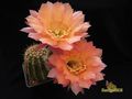 ECHINOPSIS hybr. Aurora