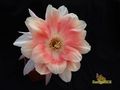  ECHINOPSIS hybr. Wessner 2002-20 