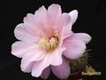  ECHINOPSIS hybr. Tuffet 