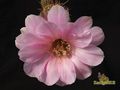  ECHINOPSIS hybr. Tuffet 