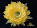 ECHINOPSIS hybr.  