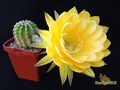 ECHINOPSIS hybr.  