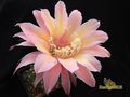 ECHINOPSIS hybr. Intensiv