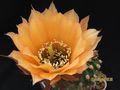 ECHINOPSIS hybr. Ate