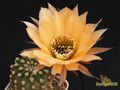 ECHINOPSIS hybr. Ate