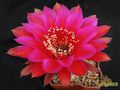 ECHINOPSIS hybr.  