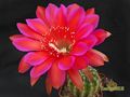 ECHINOPSIS hybr.  