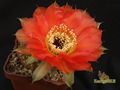 ECHINOPSIS hybr.