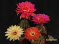 ECHINOPSIS hybr. Apricot F2