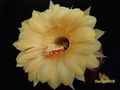 ECHINOPSIS hybr.High Noon