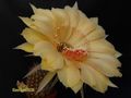 ECHINOPSIS hybr.High Noon