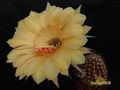 ECHINOPSIS hybr.High Noon