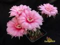 ECHINOPSIS hybr.  