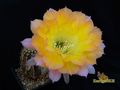 ECHINOPSIS hybr. Arabesque