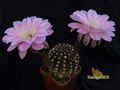  ECHINOPSIS hybr. Sansibar' 